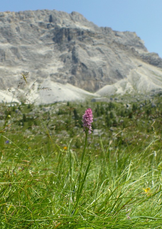 Una giornata a Valparola. Dactylorhiza, Nigritella e grandi montagne!